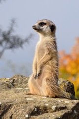 A meerket is watching over in the nature