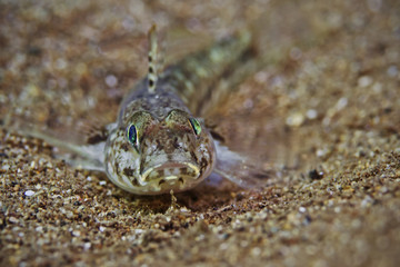 Juvenile Slender Gobi, Junge Schlankgrundel (Gobius geniporus)