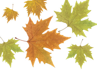 Hojas secas de árbol sobre fondo blanco