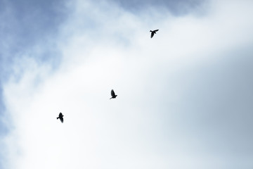 Silhouette of the flying small birds