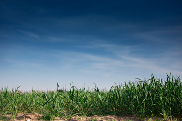 Fototapeta premium Background grass and blue sky