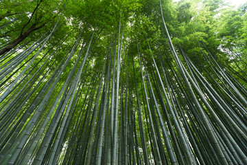 Fototapeta na wymiar Greenery Bamboo forest
