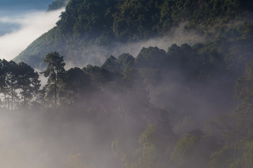 Greenery scene view of mountain forests in morning sunrise