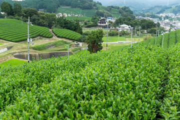 Fototapeta na wymiar Tea plantation in Japan