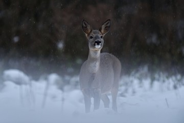 Roe deer (Capreolus capreolus) in snowfall early in the morning. Roe deer in winter. Roe deer in forest.