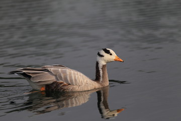 Bar-headed Goose (Anser indicus) in Japan

