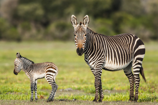 Cape Mountain Zebra and foal