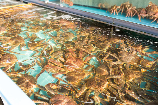 Fresh snow crab in fish market