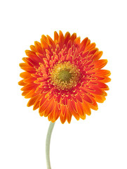 gerbera daisy close up macro texture
