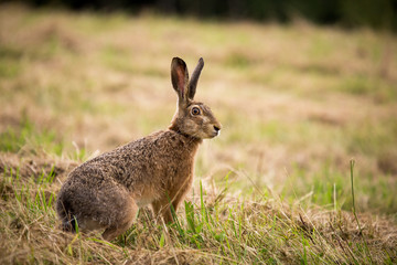 Naklejka na ściany i meble Wild hare in green grass