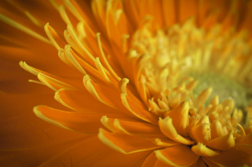 gerbera daisy close up macro texture