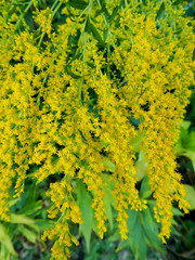 Solidago hybrida, yellow flowers