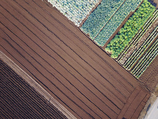 上空から見た畑