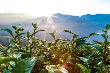 Tea leaves with sun light beam on morning with fog