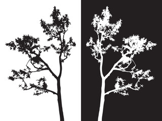 Tree isolated vector, black shadow leaf, white bush outline forest, gray plant shape, foliage contour, botany silhouette