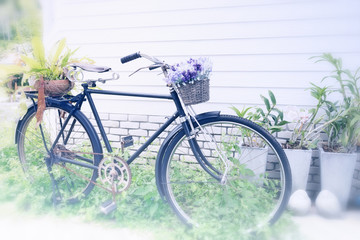  vintage bicycle used for a garden decoration as a place for flo