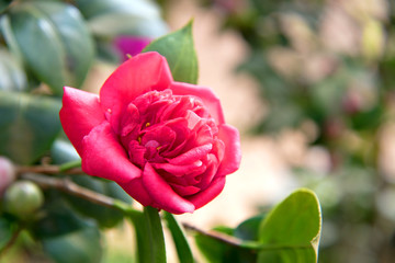 camellia flower