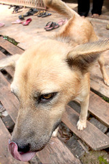 Obraz premium Dog playing outside smiles