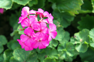 Fototapeta premium pink geranium flowers