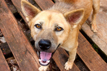 Dog playing outside smiles