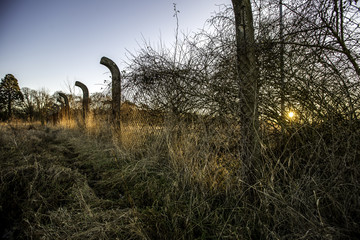 Absperrzaun im Sonnenuntergang im Ober-Olmer Wald