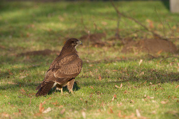 Common Buzzard / Bird / Buteo Buteo