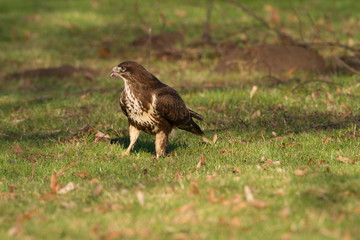 Buteo Buteo Common Buzzard / Bird