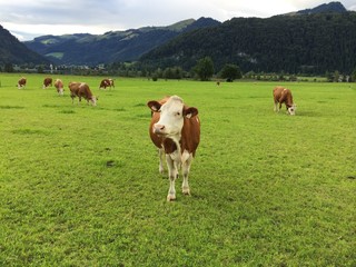 Fototapeta na wymiar happy cow in front of mountains