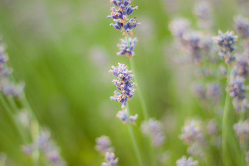 Lavender flowers in the green field
