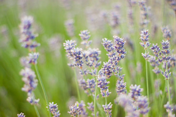 Lavender flowers in the green field