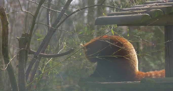 Lesser Panda is Eating Fresh Leaves on Tree Branches Sitting on Wooden Log Animal in Zoo in Spring Sunny Day Forest Nature Environmental Protection Zoology