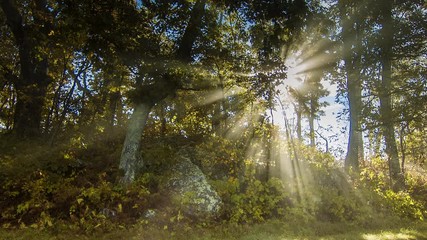 Sun Rays with Moving Fog Passing through the Trees of the Pisgah National Forest in the Blue Ridge Mountains near Asheville, Western North Carolina