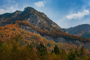 Magnificent autumn carpet in The Rhodope montains, Bulgaria