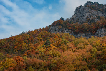 Naklejka premium Magnificent autumn carpet in The Rhodope montains, Bulgaria