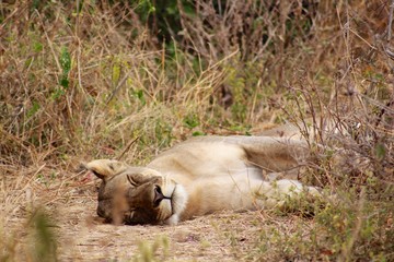 Eastern African Masai Lioness (Panthera leo nubica) Resting  - Ruaha National Park, Tanzania