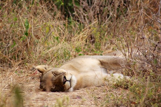 Eastern African Masai Lioness (Panthera leo nubica) Resting  - Ruaha National Park, Tanzania