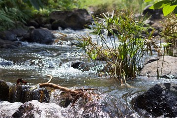Brook in Kilimanjaro