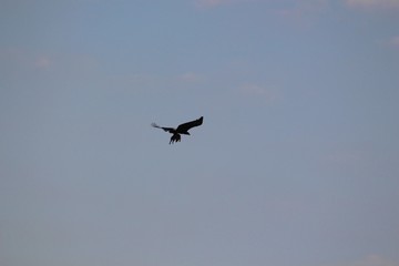 Eagle Flying With Prey - Kilimanjaro