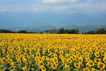 明野のひまわり