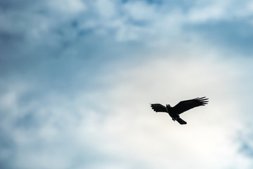 Raven with open wings gliding on a cloudy sky