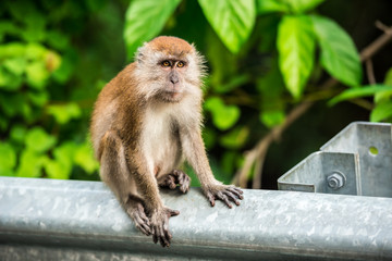 Monkey sitting on a safety fence at the roadside, Tioman, Malaysia