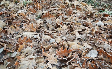 gefrorenes   Eichenlaub, Herbst