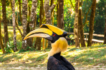  hornbill bird