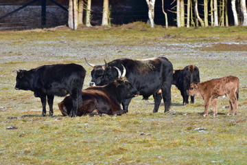 aurochs animal Bos primigenius