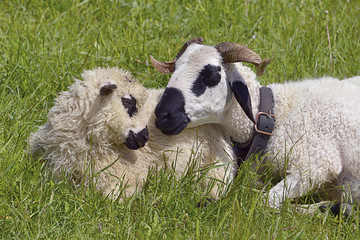 Obraz premium Closeup two sheep of Thones et Marthod lying in grass