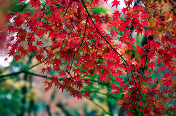 Autumn color of Kyoto, Japan