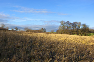 Fototapeta premium dry grasses in winter