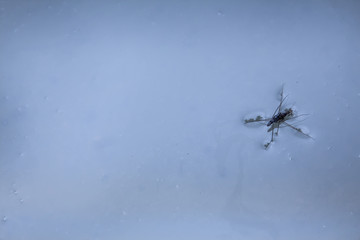 Water Striders and Pond skater