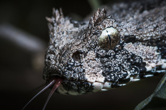 Southern Adder