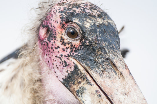 Marabou Stork facial detail